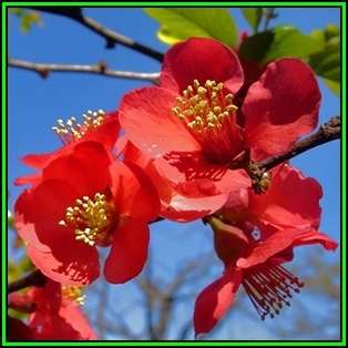 Japanese Flowering Quince - Chaenomeles japonica - 10 Seed Pack - Shrub - New