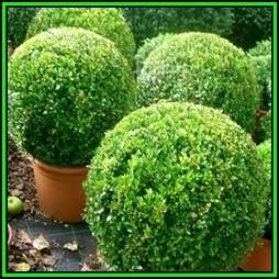 European Boxwood - Buxus sempervirens - 10 Seed Pack - Shrub - New
