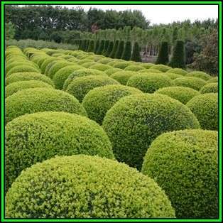 European Boxwood - Buxus sempervirens - 10 Seed Pack - Shrub - New