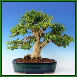 Buxus sempervirens - European Boxwood - 10 Seeds + FREE Gifts Seeds + Bonsai eBook, NEW