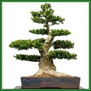 Buxus sempervirens - European Boxwood - 10 Seeds + FREE Gifts Seeds + Bonsai eBook, NEW