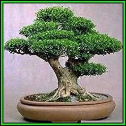 Buxus sempervirens - European Boxwood - 10 Seeds + FREE Gifts Seeds + Bonsai eBook, NEW