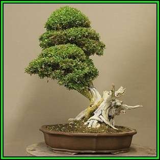 Buxus sempervirens - European Boxwood - 10 Seeds + FREE Gifts Seeds + Bonsai eBook, NEW