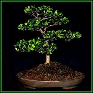 Buxus sempervirens - European Boxwood - 10 Seeds + FREE Gifts Seeds + Bonsai eBook, NEW