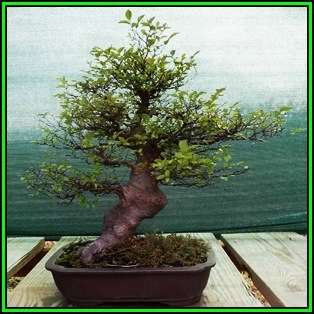 Celtis koraiensis - Korean Hackberry Seeds + FREE Gifts Seeds + Bonsai eBook, NEW
