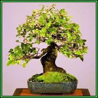 Celtis koraiensis - Korean Hackberry Seeds + FREE Gifts Seeds + Bonsai eBook, NEW