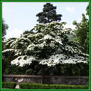 Cornus kousa var chinensis - Chinese Dogwood Seeds - Tree or Shrub, NEW