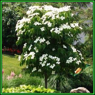 Cornus kousa var chinensis - Chinese Dogwood Seeds - Tree or Shrub, NEW