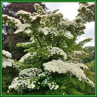 Cornus kousa var chinensis - Chinese Dogwood Seeds - Tree or Shrub, NEW