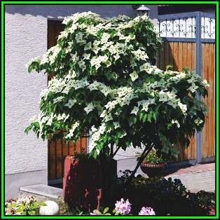 Cornus kousa var chinensis - Chinese Dogwood Seeds - Tree or Shrub, NEW