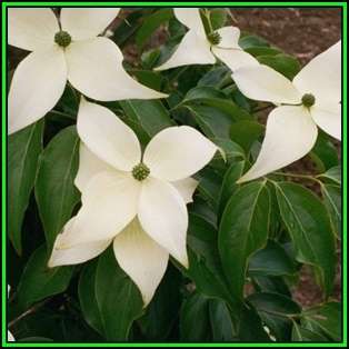 Cornus kousa var chinensis - Chinese Dogwood Seeds - Tree or Shrub, NEW