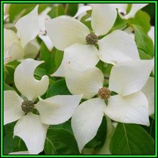 Cornus kousa var chinensis - Chinese Dogwood Seeds - Tree or Shrub, NEW