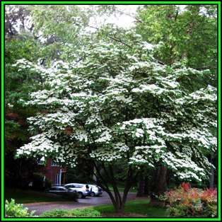 Cornus kousa var chinensis - Chinese Dogwood Seeds - Tree or Shrub, NEW