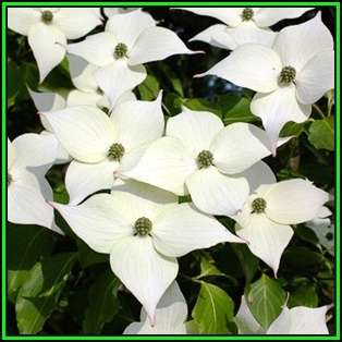 Cornus kousa var chinensis - Chinese Dogwood Seeds - Tree or Shrub, NEW