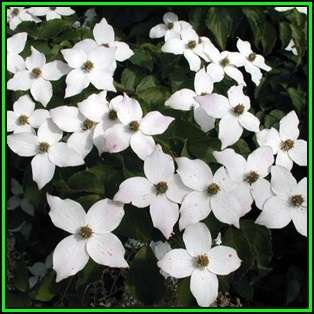Cornus kousa var chinensis - Chinese Dogwood Seeds - Tree or Shrub, NEW