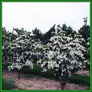 Cornus kousa var chinensis - Chinese Dogwood Seeds - Tree or Shrub, NEW