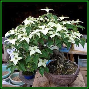 Cornus kousa var chinensis - Chinese Dogwood Bonsai 5 Seeds + FREE Gifts Seeds + Bonsai eBook, NEW