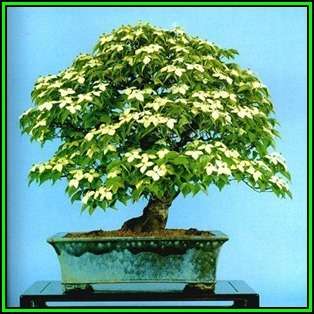 Cornus kousa var chinensis - Chinese Dogwood Bonsai 5 Seeds + FREE Gifts Seeds + Bonsai eBook, NEW