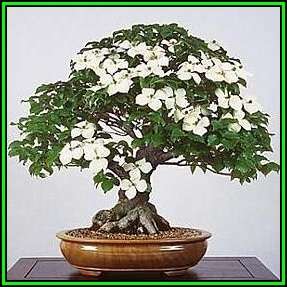 Cornus kousa var chinensis - Chinese Dogwood Bonsai 5 Seeds + FREE Gifts Seeds + Bonsai eBook, NEW