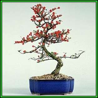Rockspray Cotoneaster - Cotoneaster horizontalis Bonsai 10 Seeds + FREE Seeds + Bonsai eBook NEW