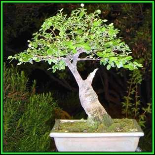 Rockspray Cotoneaster - Cotoneaster horizontalis Bonsai 10 Seeds + FREE Seeds + Bonsai eBook NEW