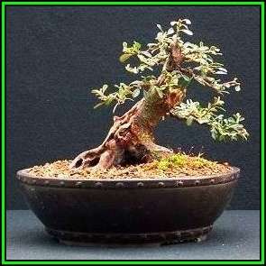 Rockspray Cotoneaster - Cotoneaster horizontalis Bonsai 10 Seeds + FREE Seeds + Bonsai eBook NEW