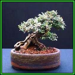 Rockspray Cotoneaster - Cotoneaster horizontalis Bonsai 10 Seeds + FREE Seeds + Bonsai eBook NEW