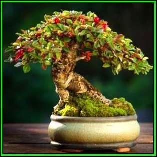 Rockspray Cotoneaster - Cotoneaster horizontalis Bonsai 10 Seeds + FREE Seeds + Bonsai eBook NEW
