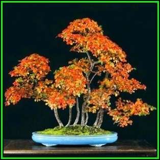 Rockspray Cotoneaster - Cotoneaster horizontalis Bonsai 10 Seeds + FREE Seeds + Bonsai eBook NEW