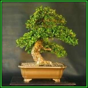 Rockspray Cotoneaster - Cotoneaster horizontalis Bonsai 10 Seeds + FREE Seeds + Bonsai eBook NEW