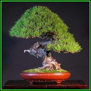 Pinus densiflora - Korean Red Pine Bonsai - 10 Seeds + FREE Gifts Seeds + Bonsai eBook, NEW