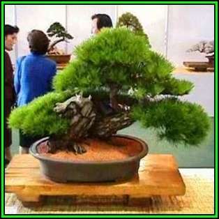 Pinus densiflora - Korean Red Pine Bonsai - 10 Seeds + FREE Gifts Seeds + Bonsai eBook, NEW