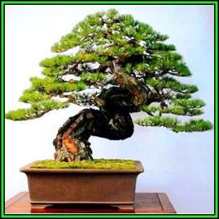 Pinus densiflora - Korean Red Pine Bonsai - 10 Seeds + FREE Gifts Seeds + Bonsai eBook, NEW