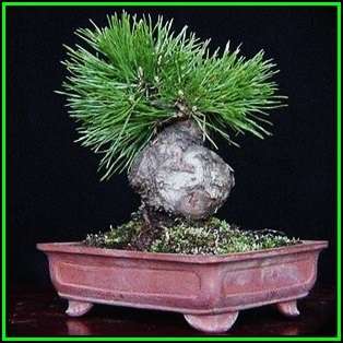 Pinus densiflora - Korean Red Pine Bonsai - 10 Seeds + FREE Gifts Seeds + Bonsai eBook, NEW