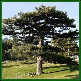 Pinus nigra - 50 Bulk Seeds - Austrian Pine - Evergreen Tree - NEW