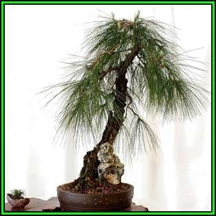 Pinus patula - Mexican Weeping Pine Bonsai - 50 Bulk Seeds + FREE Gifts Seeds + Bonsai eBook, NEW