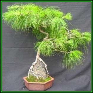Pinus patula - Mexican Weeping Pine Bonsai - 50 Bulk Seeds + FREE Gifts Seeds + Bonsai eBook, NEW