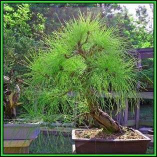 Pinus patula - Mexican Weeping Pine Bonsai - 50 Bulk Seeds + FREE Gifts Seeds + Bonsai eBook, NEW