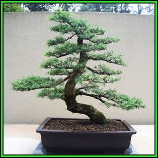 Abies concolor - White Fir Bonsai - 10 Seeds + FREE Gifts Seeds + Bonsai eBook, NEW