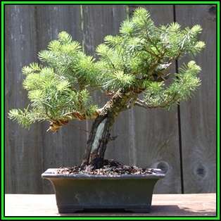 Abies concolor - White Fir Bonsai - 10 Seeds + FREE Gifts Seeds + Bonsai eBook, NEW