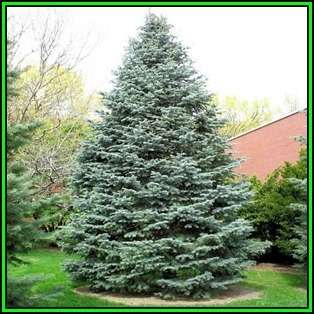 Abies concolor Seeds - White Fir Tree or Shrub