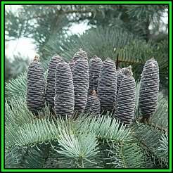 Abies concolor Seeds - White Fir Tree or Shrub