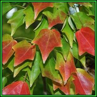 Acer buergerianum - Trident Maple, Chinese Maple - 50 Bulk Seeds - Tree or Shrub, NEW