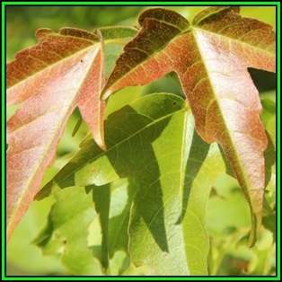 Acer buergerianum - Trident Maple, Chinese Maple - 50 Bulk Seeds - Tree or Shrub, NEW