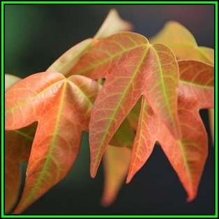 Acer buergerianum - Trident Maple, Chinese Maple - 50 Bulk Seeds - Tree or Shrub, NEW