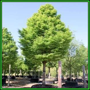 Carpinus betulus - European Hornbeam - 50 Seeds - Tree or Shrub, NEW