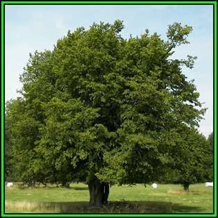 Carpinus betulus - European Hornbeam - 50 Seeds - Tree or Shrub, NEW