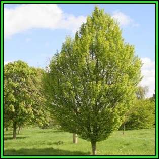 Carpinus betulus - European Hornbeam - 50 Seeds - Tree or Shrub, NEW