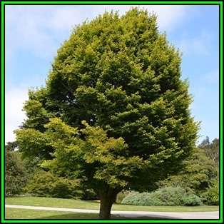 Carpinus betulus - European Hornbeam - 50 Seeds - Tree or Shrub, NEW