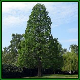 Metasequoia glyptostroboides - 10 Seeds - Dawn Redwood Tree or Shrub, NEW